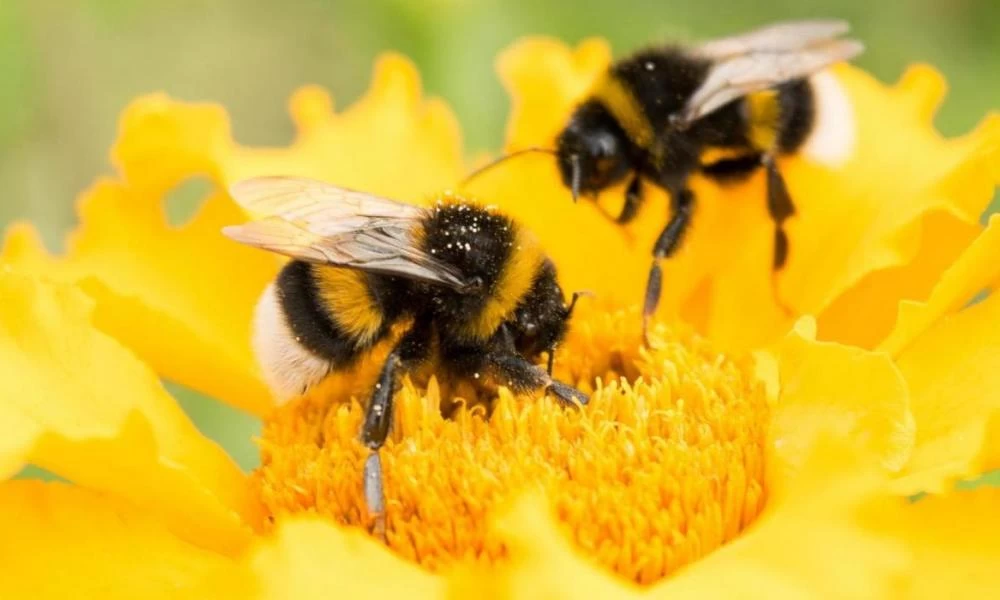 Κολομβία: Μέλισσες που κάνουν... check-in σε ξενοδοχείο